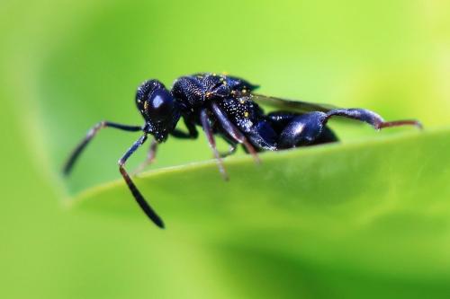Haltichella rufipes